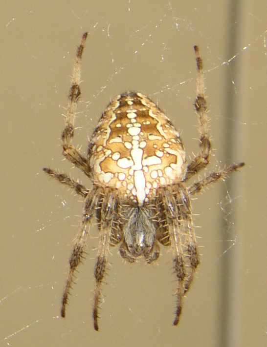 Araneus diadematus